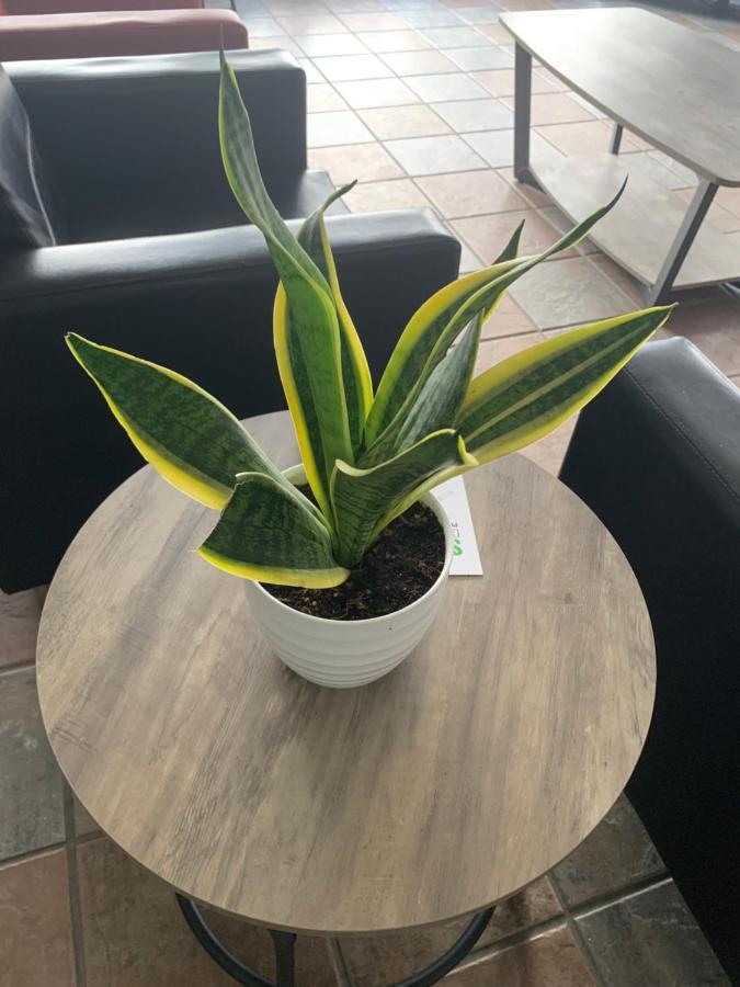 Magnolia Inn Of Biloxi,Ocean Springs,Pascagoula & ゴウチェイ  エクステリア 写真